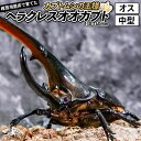 《TVで紹介されました》ヘラクレスオオカブト（成虫）オス 中型（130-140mm） 飼育ケース・マニュアル付き カブトムシ