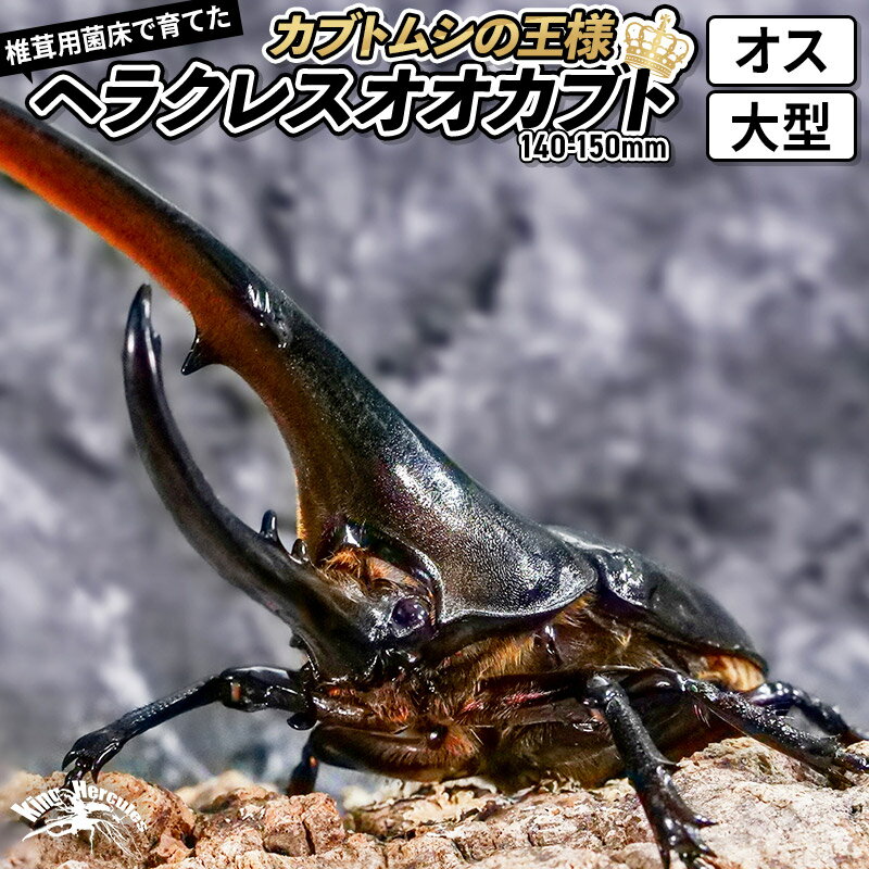 [TVで紹介されました]ヘラクレスオオカブト(成虫)オス 大型(140-150mm) 飼育ケース・マニュアル付き カブトムシ