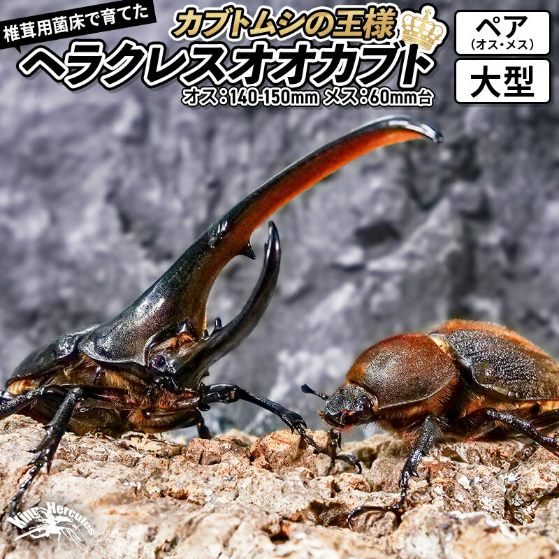 2022年10月4日：テレビで紹介されました！ カブトムシの王様と名高いヘラクレス！ 横手育ちのカブトムシの王様「ヘラクレスオオカブト」はいかが？ まだ餌を食べていない「未後食(みこうしょく)」で、しかも飼育ケース付き！ なので、何も準備せずに、家に届くのを待つだけで大丈夫です。 かっこいいヘラクレスオオカブトを、ぜひ飼育してみてください！ ※飼育ケース・飼育マニュアル付きです。 ※未後食状態は羽化から60〜90日間ほどです。 返礼品詳細 名称 ヘラクレスオオカブト（ヘラクレスヘラクレス） 内容量 ・成虫 ペア(オス・メス) 大型(オス：140-150mm メス：60mm台) ・飼育ケース …オス：267×187×159mm(クリアースライダー／ラージ) …メス：181×124×112mm(クリアースライダー／標準) ・飼育マニュアル 管理方法 18〜25℃程度の温度帯で管理してください。 注意事項 ・死着保障は【到着日当日にご連絡をいただいた場合のみ】となります。 ・万全の注意を払って発送しておりますが、万が一死着の場合、必ず到着日当日にご連絡ください。 ・ご連絡をいただいた後、死虫(死骸)を着払いにて返送していただき、返送到着と死虫(死骸)の確認次第、代わりの生体を発送いたします。 ・寄附者様都合による受取遅延で死着の場合は、保障対象外となります。 ・生体の欠損(フセツ欠け、ツノ折れ)についても、死着と同様の保障内容とさせていただきます。まずはご連絡ください。 ・写真はイメージです。 提供元 pilz株式会社 配送温度帯 常温 ・寄附申込みのキャンセル、返礼品の変更・返品はできません。あらかじめご了承ください ・ふるさと納税よくある質問はこちら