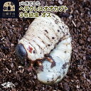 【ふるさと納税】《TVで紹介されました》ヘラクレスオオカブト(3令幼虫)オス かぶとむし カブトムシ 昆虫 幼虫 生体