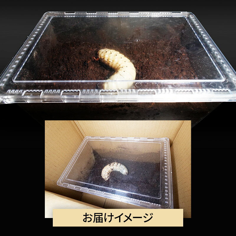 【ふるさと納税】《TVで紹介されました》ヘラクレスオオカブト（3令幼虫）オス かぶとむし カブトムシ 昆虫 幼虫 生体