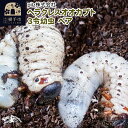 【ふるさと納税】《TVで紹介されました》ヘラクレスオオカブト（3令幼虫）ペア かぶとむし カブトムシ 昆虫 幼虫 生体