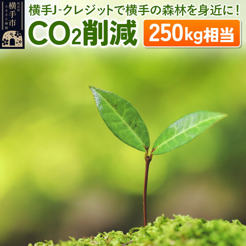 横手J‐クレジットで横手の森林を身近に! CO2削減 250kg相当