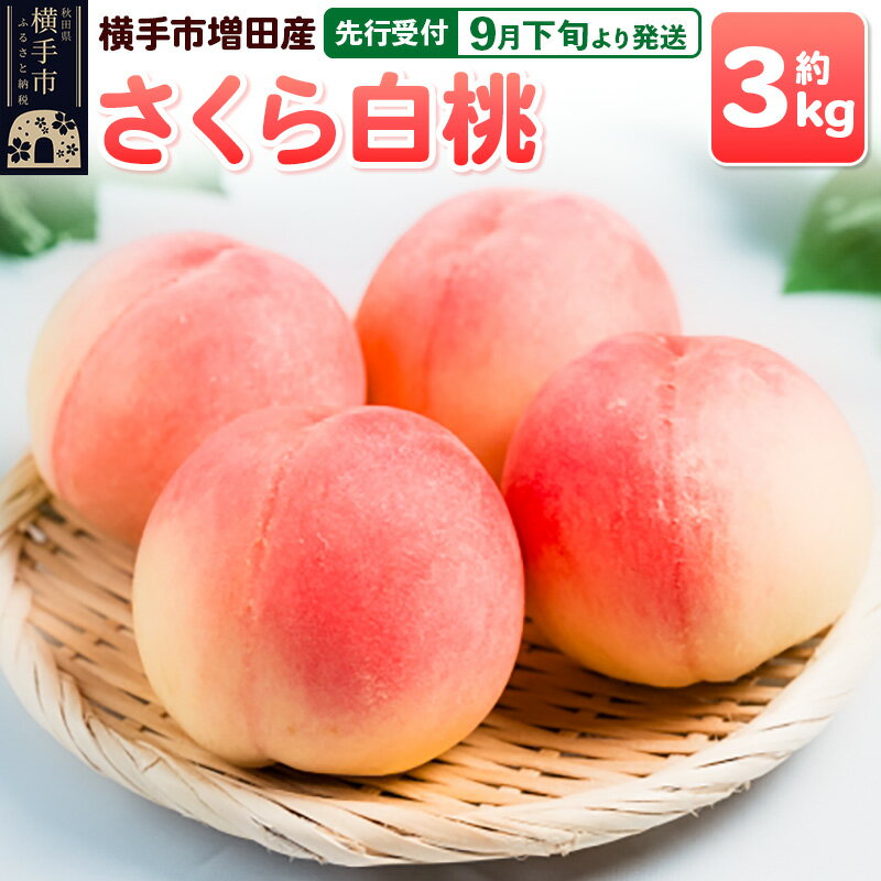 [先行受付]9月下旬より発送 横手市増田産の桃(さくら白桃)約3kg