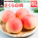 【ふるさと納税】【先行受付】9月下旬より発送 横手市増田産の桃(さくら白桃)約5kg