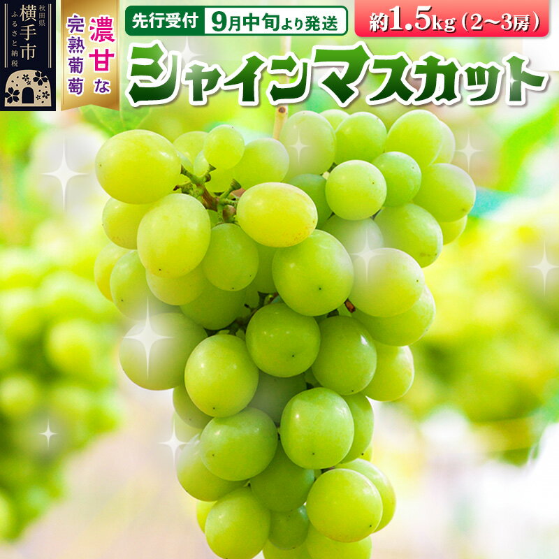 [先行受付]9月中旬より発送 横手市大沢地区産のぶどう(シャインマスカット)約1.5kg(2〜3房)濃甘な完熟葡萄