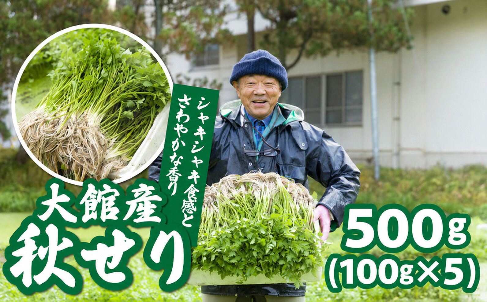 秋セリ 100g × 5 55P079001 【赤坂実】