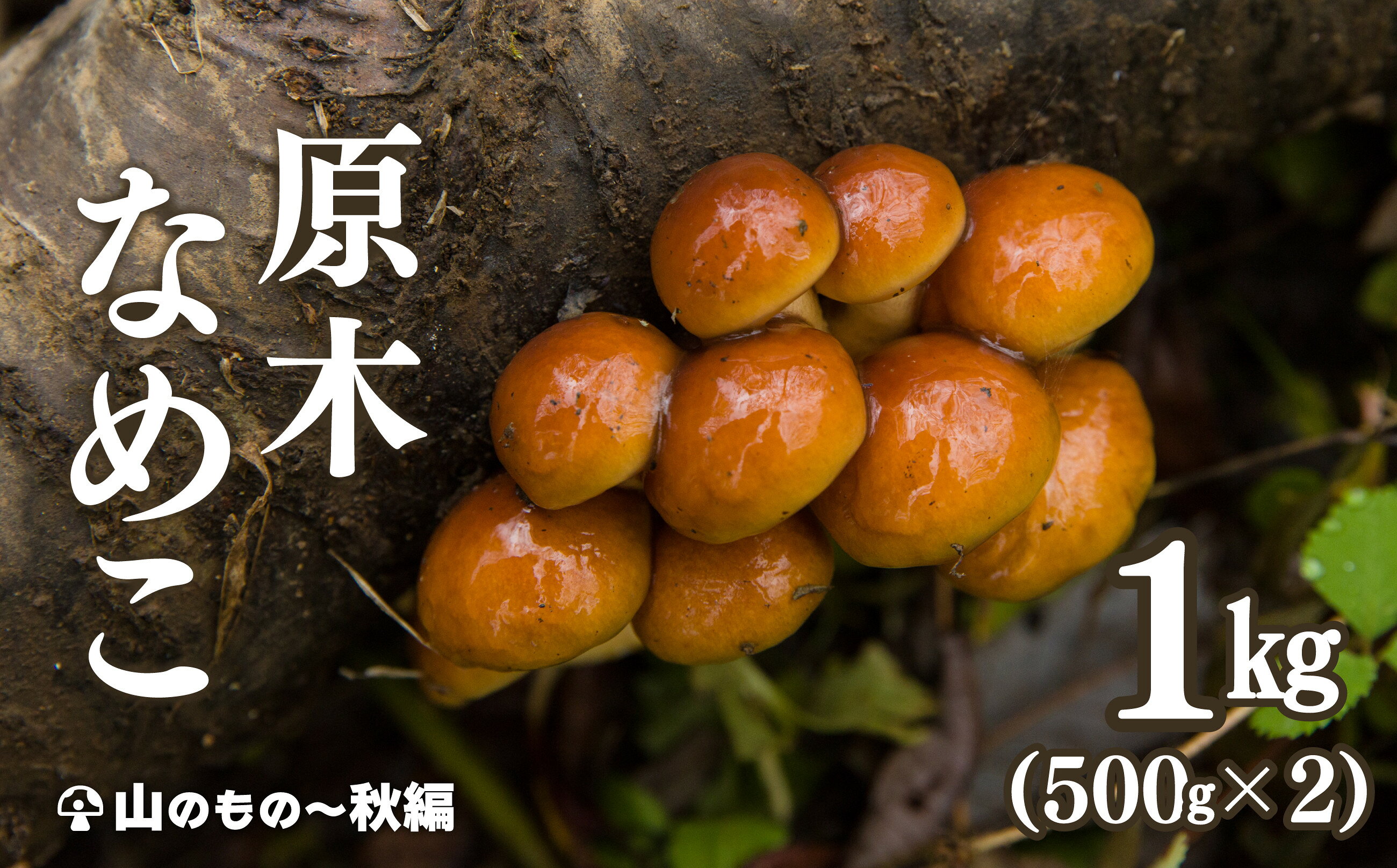 【天然山菜】原木なめこ 500g × 2 75P079002 【赤坂実】