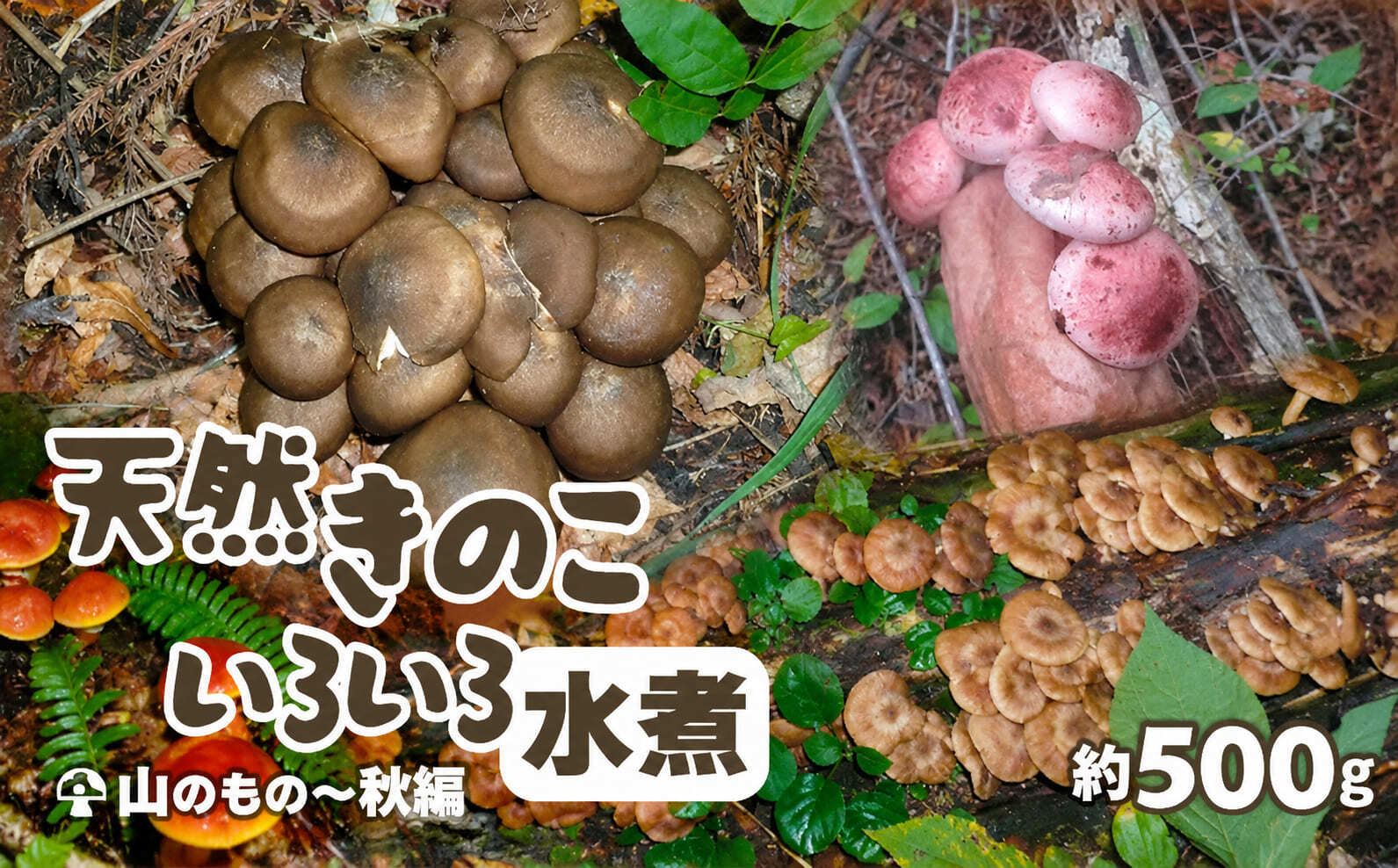 天然きのこ いろいろ水煮 250g × 2 75P079003 【赤坂実】