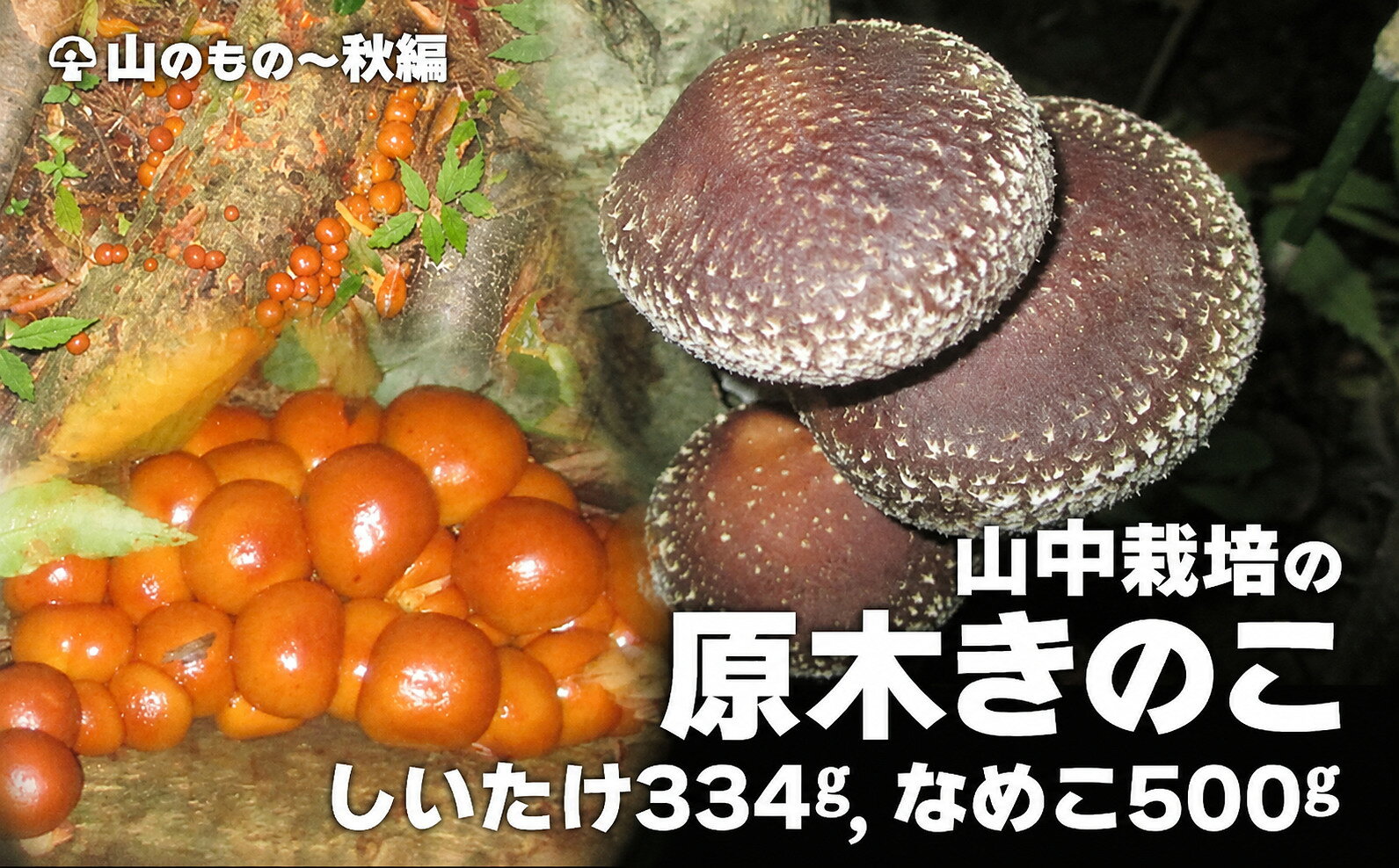 山中栽培の原木きのこ 2点セット 75P079004 【赤坂実】