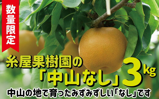 【ふるさと納税】【数量限定】糸屋果樹園の「中山なし」3kg 梨 なし 中山なし 数量限定 期間限定 3kg 3キロ 果物 くだもの フルーツ 45P3404