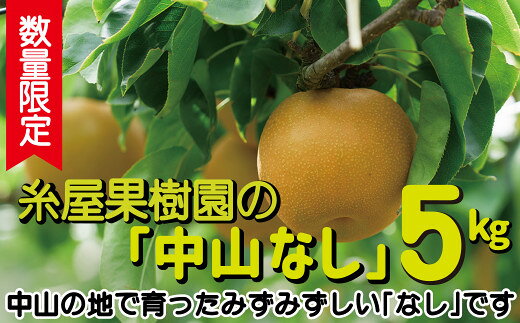 [数量限定]糸屋果樹園の「中山なし」5kg 梨 なし 中山なし 数量限定 期間限定 5kg 5キロ 果物 くだもの フルーツ 75P3403