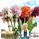 【ふるさと納税】【本数が選べる!】新鮮!綺麗!秋田のダリア 5〜20本 【50P7804・100P7811・200P7801】 秋田県 大館市 東北 ギフト 贈...