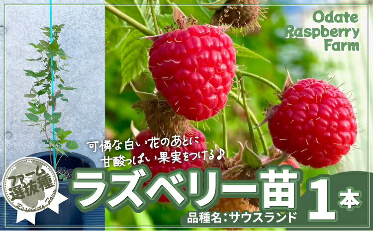 楽天市場】ラズベリー 苗 二季成りの通販