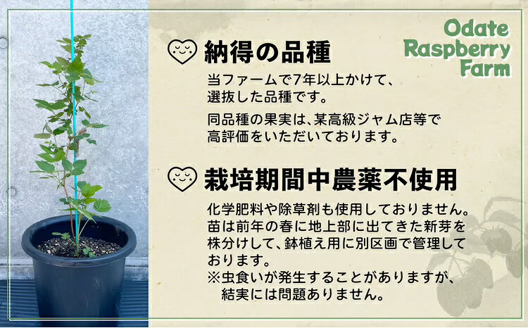 【ふるさと納税】ラズベリー苗（品種名：サウスランド）【ラズベリー苗 苗木 栽培 育て方 植え方 マニュアル 説明書付 ラズベリー 東北 秋田県 大館市】【150P7803】【おおだてラズベリーファーム】