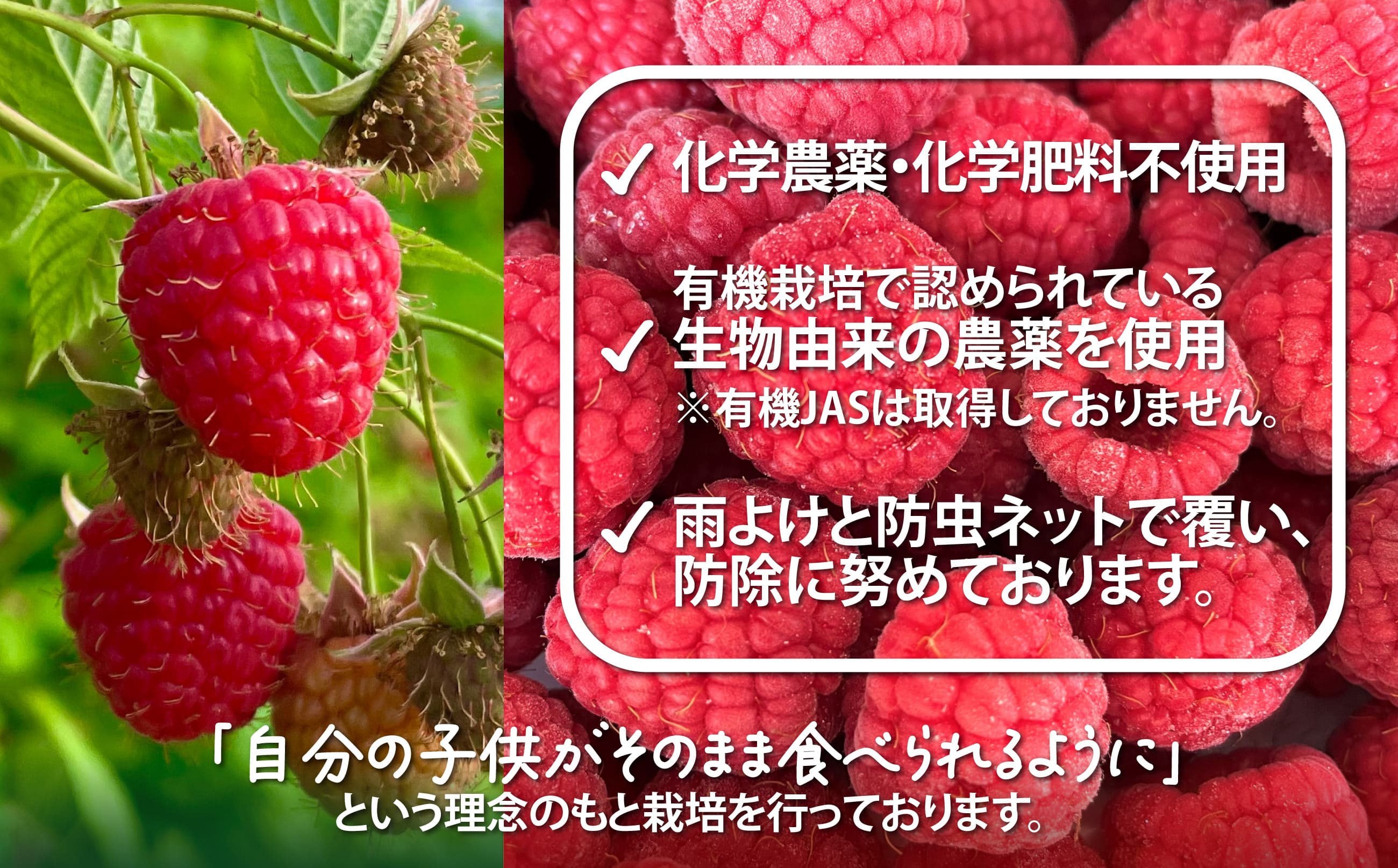 【ふるさと納税】冷凍ラズベリー（ホール）500g 【85P3402】 国産ラズベリー ベリー 冷凍 産直 産地直送 数量限定 期間限定 スムージー ジャム ヨーグルト 果実 果物 大館市 送料無料【おおだてラズベリーファーム】 f052043-odate-10001500 秋田県大館市 サンプル画像2