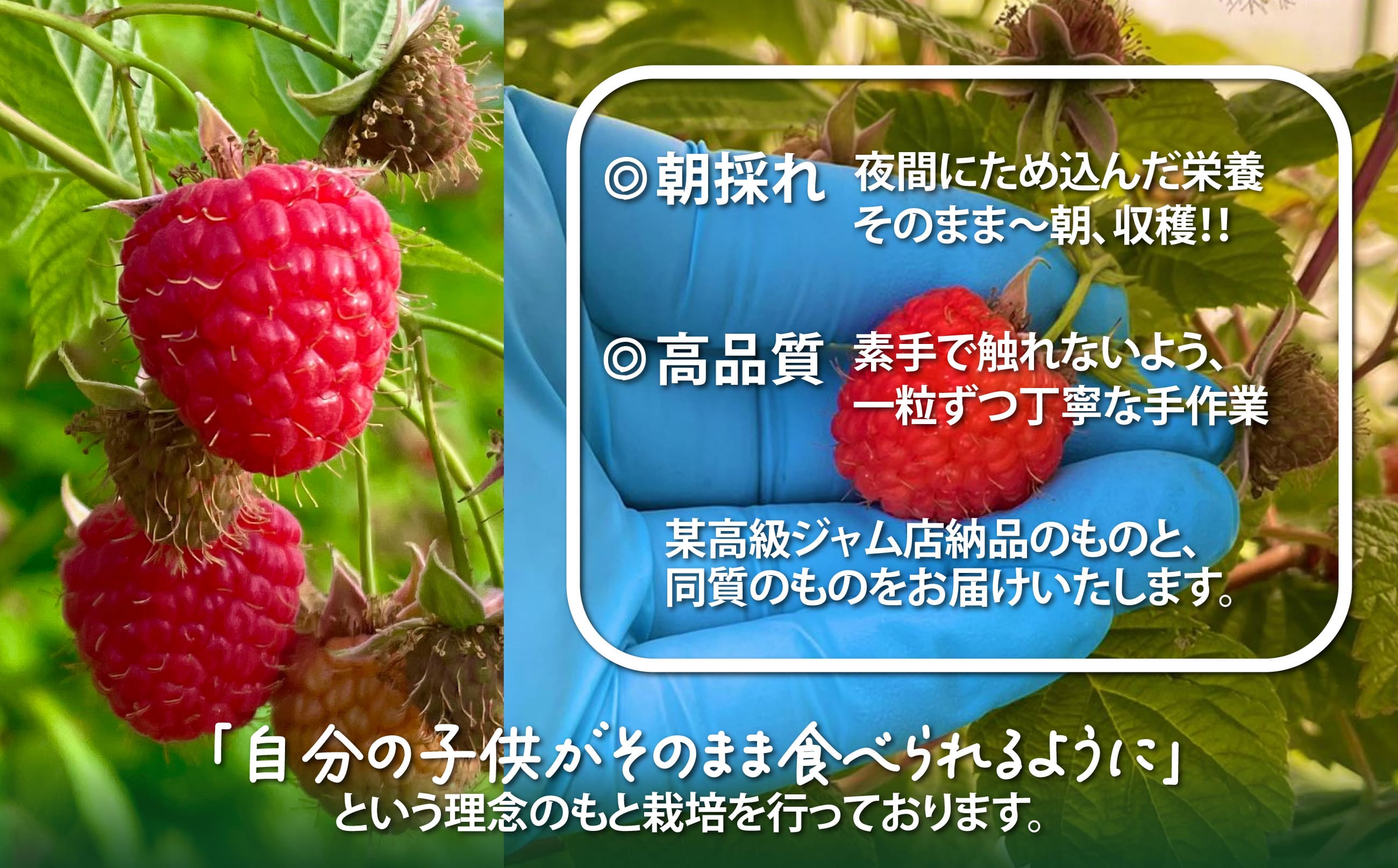 【ふるさと納税】冷凍ラズベリー（ホール）500g 【85P3402】 国産ラズベリー ベリー 冷凍 産直 産地直送 数量限定 期間限定 スムージー ジャム ヨーグルト 果実 果物 大館市 送料無料【おおだてラズベリーファーム】 f052043-odate-10001500 秋田県大館市 サンプル画像3