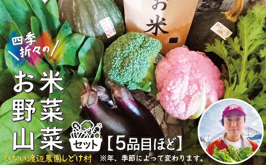 【ふるさと納税】米野菜・山菜セット（5品目ほど）【115P3203】 米 白米 あきたこまち 精米 旬 野菜 山菜 秋田県 大館市 送料無料【ひない渡辺農園しどけ村】