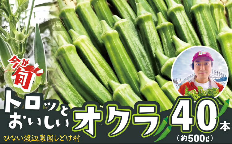【ふるさと納税】【選べる内容量！】トロッとおいしいオクラ＜約500〜1000g＞ 【40P3223・80P3206】 秋田県 大館市 東北 ギフト 贈答品 プレゼント 送料無料 野菜 こだわり 土づくり 土作り【ひない渡辺農園しどけ村】