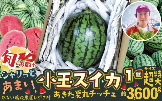 【ふるさと納税】【選べるサイズ！】シャリっと甘い小玉スイカ！あきた夏丸チッチェ 【50P3424・60P3405・70P3404・80P3406・90P3404】【ひない渡辺農園しどけ村】