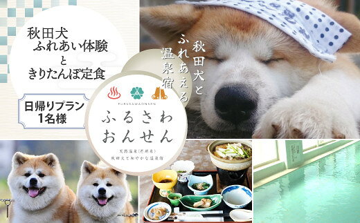 名称【ふるさわ温泉日帰り体験】秋田犬ふれあい体験ときりたんぽ定食(1名様分) 内容量・個数・ふれあい体験チケット（1名様分） 提供(有)ふるさわ温泉 発送期日入金確認後、1ヵ月以内に発送 ※GW、お盆、年末年始等の長期休業のため、発送が遅れる場合があります。 特徴スタッフが秋田犬の性質や出産エピソードなどを交えて犬とのふれあい方をご説明の後、ご希望のお客様には実際の秋田犬を隣に記念写真をお撮りします。 大館名物、きりたんぽ定食をお楽しみください。 秋田犬をご覧頂ける施設は多くございますが、秋田犬とふれあい、時間を共有し体験できるプランは、ふるさわおんせんオリジナルです。この機会にぜひお楽しみください。 お申込み?ご利用の流れ 1.寄附後、ご入金確認の後、1ヵ月以内にメールにて「チケット」をお送りいたします。 2.体験のご予約は、寄附者様ご自身でお電話にてご予約下さい。 お電話先： 「ふるさわ温泉」0186-48-4295 3.体験当日は「チケットをご持参ください。チェックイン時にフロント係へお知らせください。 ※チケット有効期限は発行から1年間となります。 ※下記、休業日となっております。ご確認ください。ご不明な点がございましたらお気軽にお問い合わせください。 ・毎週火曜日 ・12月29日?1月5日迄 【お問い合わせ先】 有限会社 ふるさわおんせん 0186-48-4295 備考アレルギー：えび、卵、ごま、鶏肉 ※提供されるきりたんぽ定食に、えび、卵、ごま、鶏肉を含む場合がございます。 ・ふるさと納税よくある質問はこちら ・寄附申込みのキャンセル、返礼品の変更・返品はできません。あらかじめご了承ください。(有)ふるさわ温泉のおすすめ返礼品