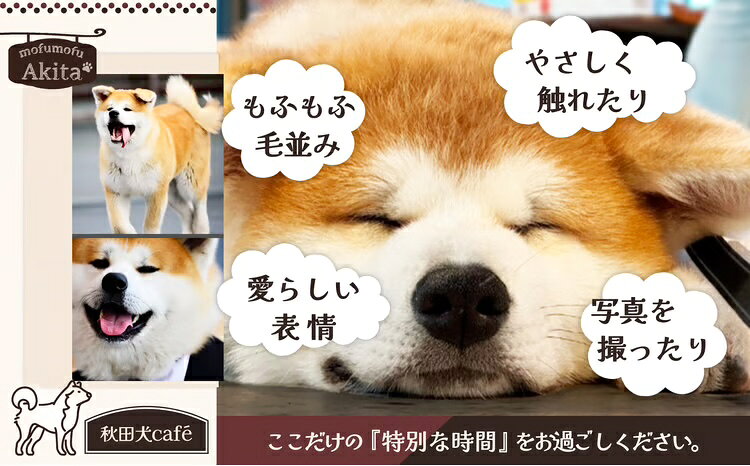 【ふるさと納税】[秋田犬cafe]もふもふ秋田犬ふれあい体験30分 大人（中学生以上） 1名様（ふれあい10分・1ドリンク付） 【55P167001】利用券 体験 東北 秋田県 大館市 株式会社【(株)MofuMofu】 f052043-odate-10001878 秋田県大館市 サンプル画像2