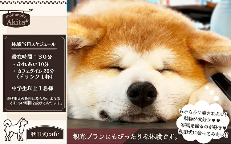【ふるさと納税】[秋田犬cafe]もふもふ秋田犬ふれあい体験30分 大人（中学生以上） 1名様（ふれあい10分・1ドリンク付） 【55P167001】利用券 体験 東北 秋田県 大館市 株式会社【(株)MofuMofu】 f052043-odate-10001878 秋田県大館市 サンプル画像3
