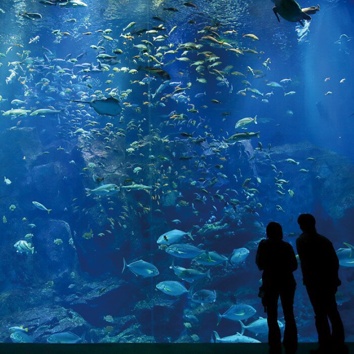 男鹿水族館GAOペア入館券 [チケット・入場券・優待券]