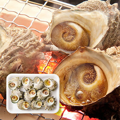 [CAS凍結]秋田県男鹿産ボイルさざえ1kg(9〜12個入)(つぼ焼き用特製たれ付) [ 魚貝類 加工食品 海鮮 海の幸 サザエのつぼ焼き つまみ お酒のあて バーベキュー BBQ 男鹿産サザエ ]