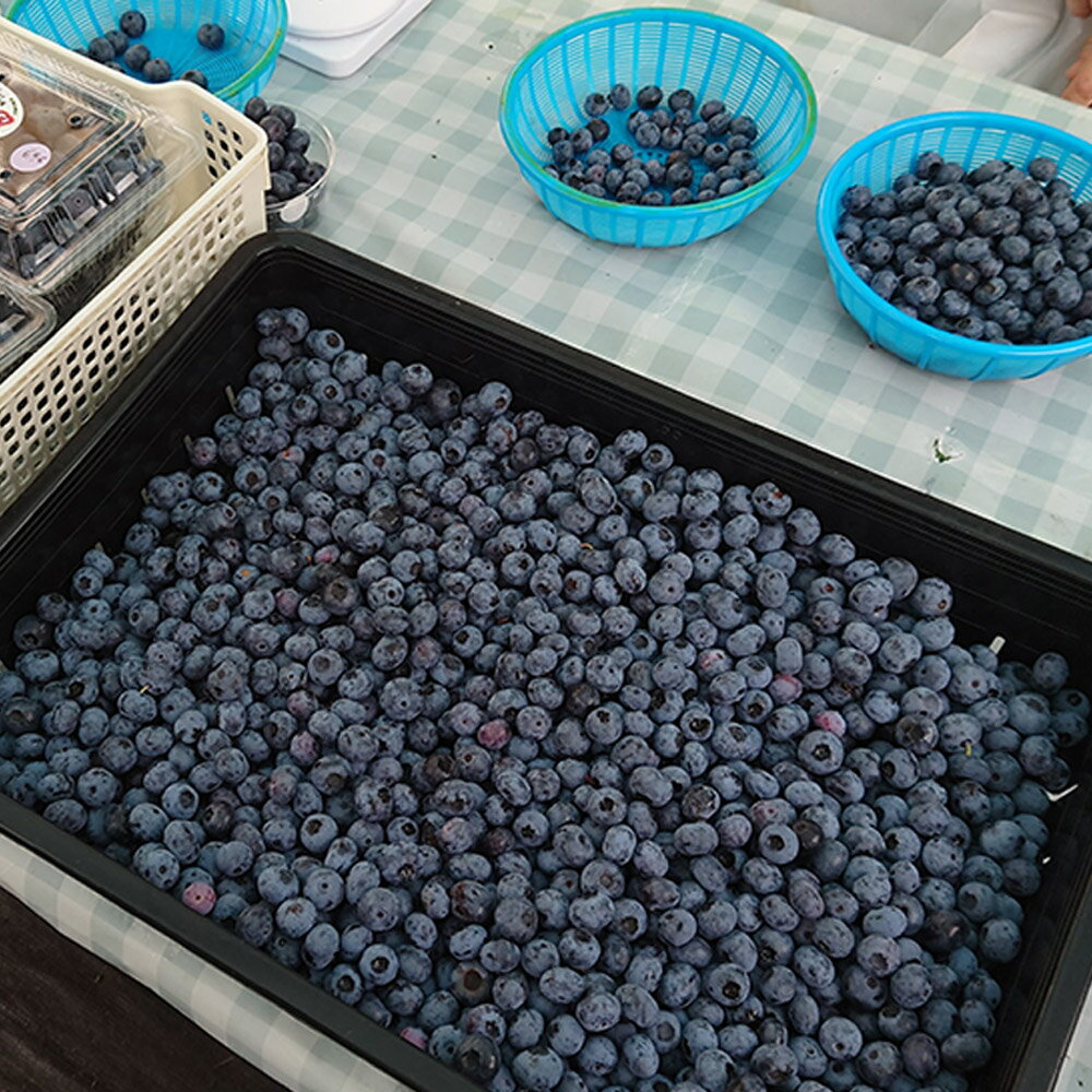 【ふるさと納税】【男鹿ぶるーべりーガーデン】 冷凍ブルーベリー 500g×2パック（合計1kg）秋田県 男鹿市