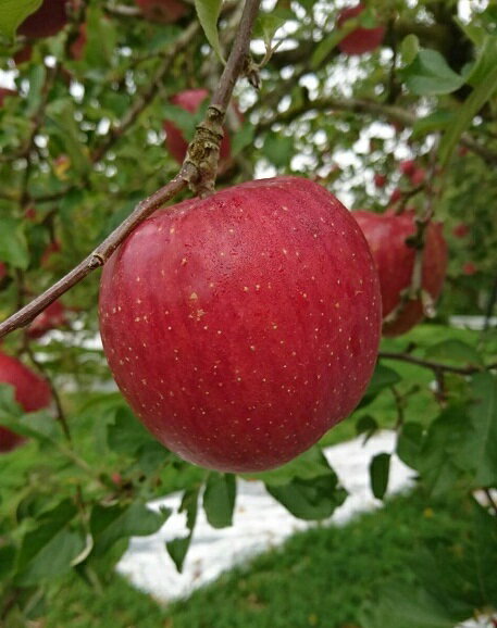 三関りんご5kg贈答用 秋田県 りんご 三関りんご