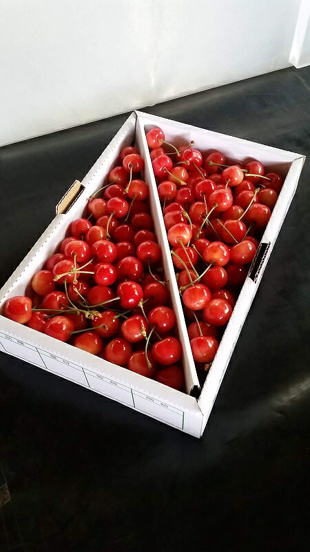 【ふるさと納税】＼朝採れ 産地直送／ R7年度産 佐藤錦 秀L 1kg 市場価値の高い 三関産 さくらんぼ こだわりの【常温】でお届け 訳あり 送料無料 フルーツ 果物 お取り寄せ 秋田 湯沢市 期間限定 サクランボ 数量限定 [H2801]