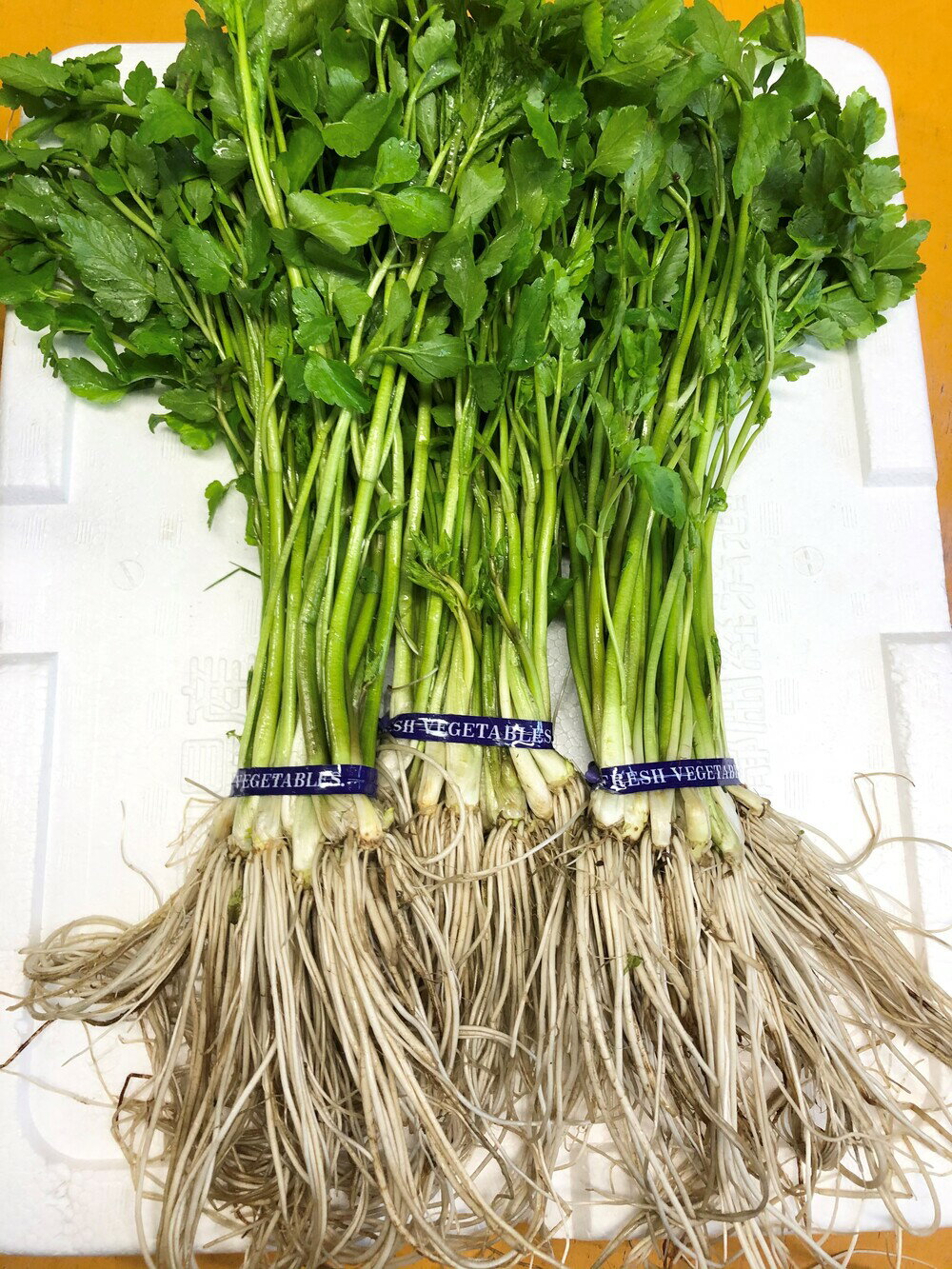 【ふるさと納税】【秋田伝統野菜】三関産せり 5束 せりしゃぶ 冬野菜 鍋料理 セリ鍋 しゃぶしゃぶ 天ぷ..