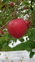 【ふるさと納税】B3203 三関りんご3kg×2満杯詰め 秋田県 りんご 三関りんご