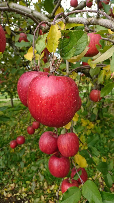 【ふるさと納税】三関産ふじりんご3kg満杯詰め 三関りんご ふじりんご 秋田県産 湯沢市産 果物 フルーツ 産地直送 甘い ジューシー 旬の味覚【奥山農園】[K10401]