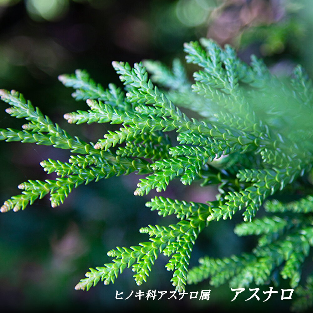 【ふるさと納税】 Wood,wood 森の精油 No.9 アスナロ精油 1ml / 5ml 選べる内容量【西村林業】