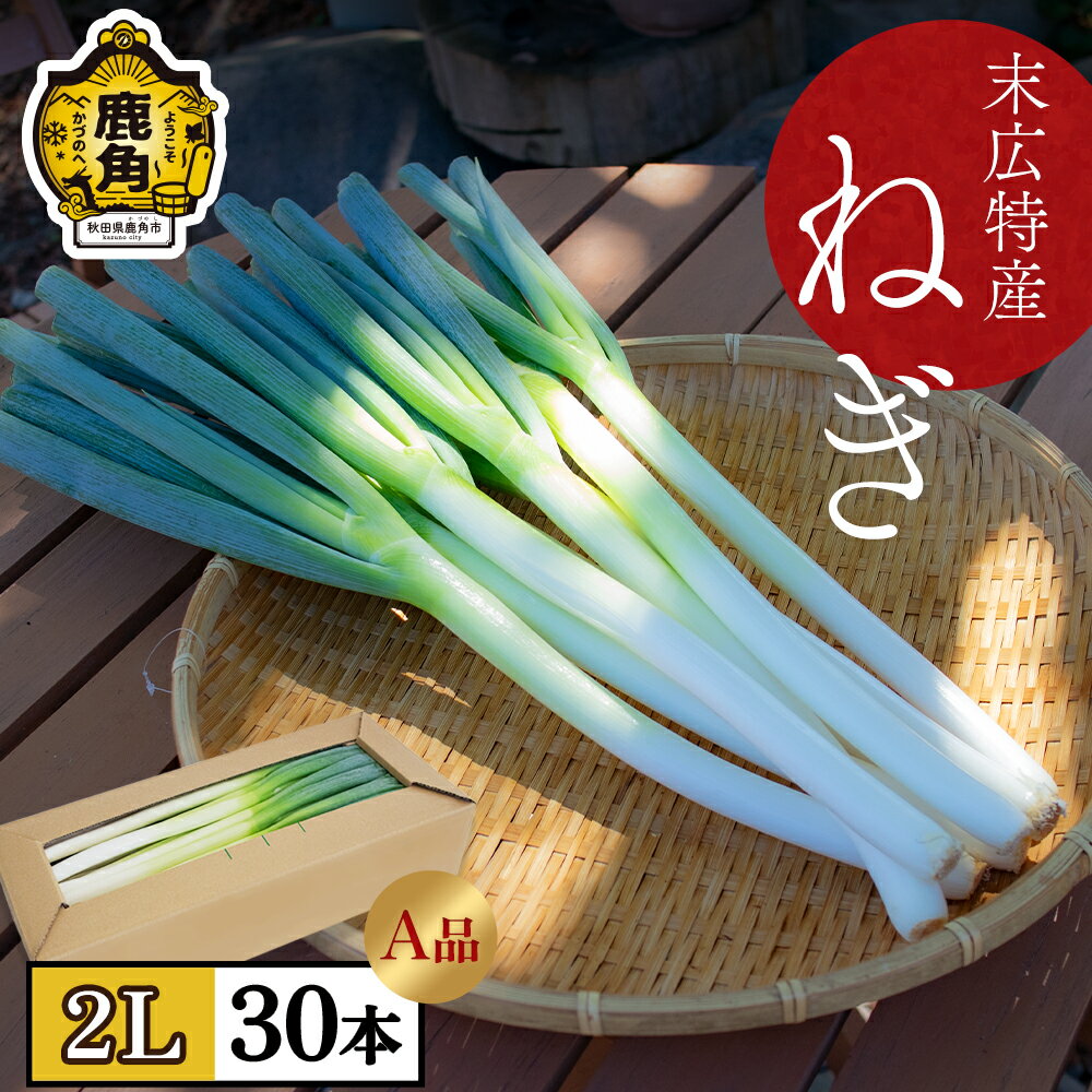 【ふるさと納税】《 先行予約 》 秋田県 鹿角市 末広特産 ねぎ A品 2L × 30本（約 5kg ） ネギ 葱 白...