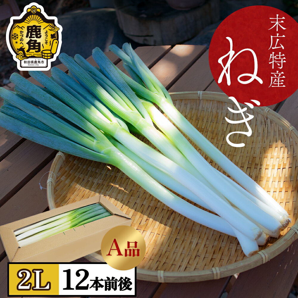 [ 先行予約 ] 秋田県 鹿角市 末広特産 ねぎ A品 2L × 12本前後(約 2kg ) ネギ 葱 白ねぎ 長ネギ 旬 新鮮 野菜 味噌汁 薬味 家庭用 お取り寄せ ギフト お中元 お歳暮 ふるさと 返礼品 鹿角市 かづの 秋田 送料無料 [末広ファーム]