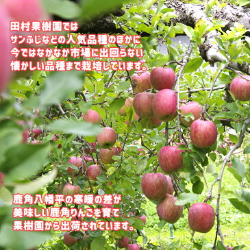 【ふるさと納税】りんご サンふじ 家庭用5kg 【田村果樹園】