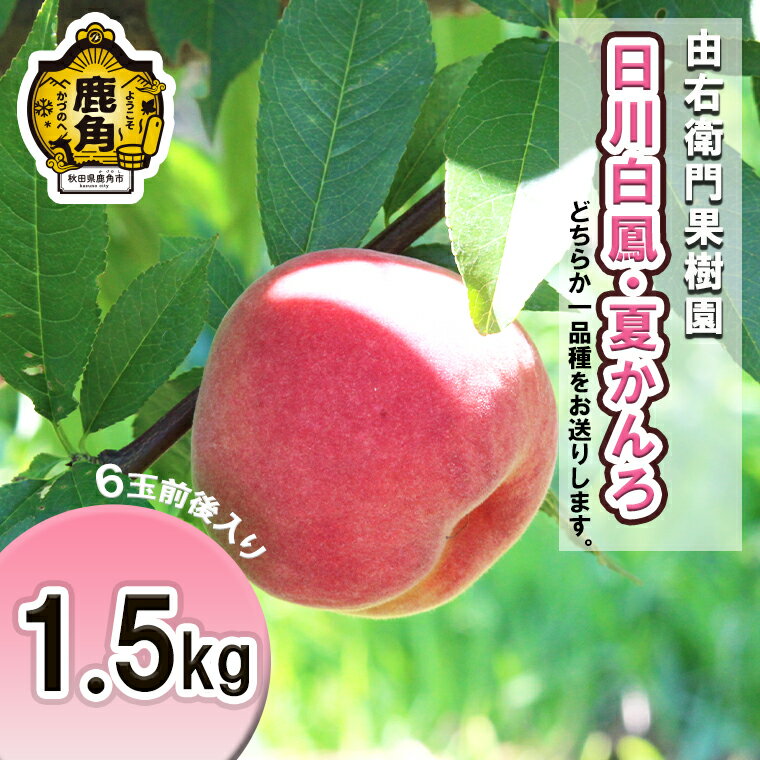 桃 《 先行予約 》 早生桃 ( 日川白鳳 / 夏かんろ ) 1.5kg ( 6玉前後入り ) 桃 もも モモ お盆 お見舞い 完熟 国産桃 お中元 贈り物 贈答用 グルメ ギフト 故郷 秋田 あきた 鹿角市 鹿角 送料無料 【由右衛門果樹園】