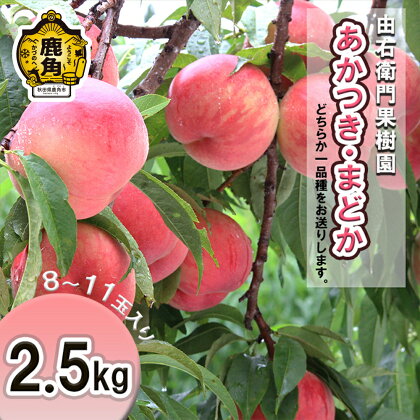 桃 《 先行予約 》 かづの北限の桃 「 あかつき / まどか 」 2.5kg ( 8～11玉入り ) お盆 完熟 国産桃 お中元 お歳暮 贈り物 贈答用 グルメ 秋田 あきた 鹿角市 鹿角 送料無料 【由右衛門果樹園】