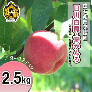【ふるさと納税】 桃 《 先行予約 》 早生桃 「 日川白鳳 / 夏かんろ 」約 2.5kg ( 8~12玉入り ) 秋田県産 桃 もも モモ お盆 お見舞い 完熟 国産桃 お歳暮 贈り物 贈答用 グルメ ギフト 故郷 秋田 あきた 鹿角市 鹿角 東北 北限 旬 送料無料 【由右衛門果樹園】