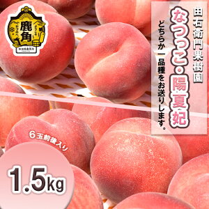 【ふるさと納税】《 先行予約 》桃 秋田県産 希少 もも 「 なつっこ / 陽夏妃 」 1.5kg ( 6玉前後入り ) 桃 もも モモ お盆 お見舞い 完熟 国産桃 お中元 贈り物 贈答用 グルメ ギフト 故郷 秋田 あきた 鹿角市 鹿角 送料無料 【由右衛門果樹園】