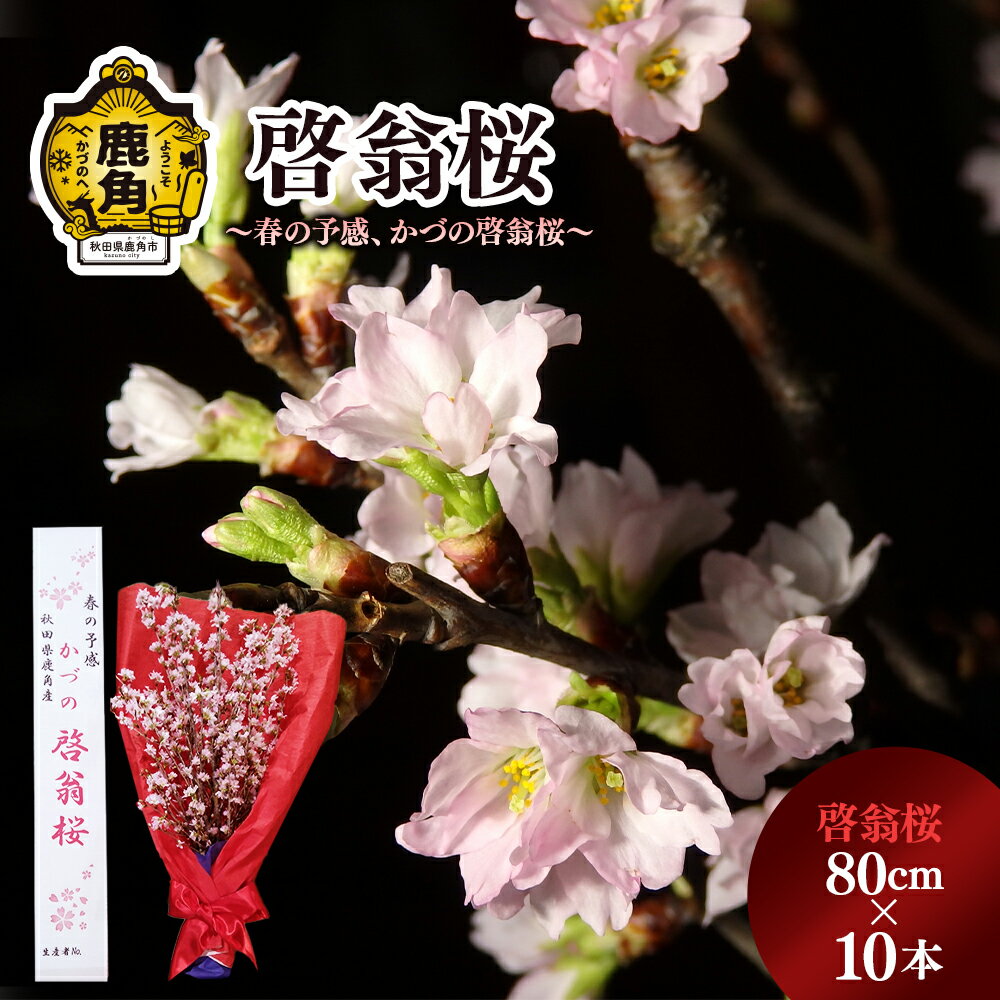 [ 先行予約 ] 啓翁桜 ( 80cm × 10本 ) 生花 花 インテリア 常温 春 冬 花見 お正月 結婚 卒園 卒業 プレゼント お土産 母の日 贈り物 贈答用 家庭用 グルメ ギフト 故郷 秋田 あきた 鹿角市 鹿角 送料無料 [さとう農園]