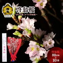 【ふるさと納税】 啓翁桜 ( 80cm × 10本 ) 生花 花 インテリア 常温 春 冬 花見 お正月 結婚 卒園 卒業 プレゼント お土産 母の日 贈り物 贈答用 家庭用 グルメ ギフト 故郷 秋田 あきた 鹿角市 鹿角 送料無料 【さとう農園】