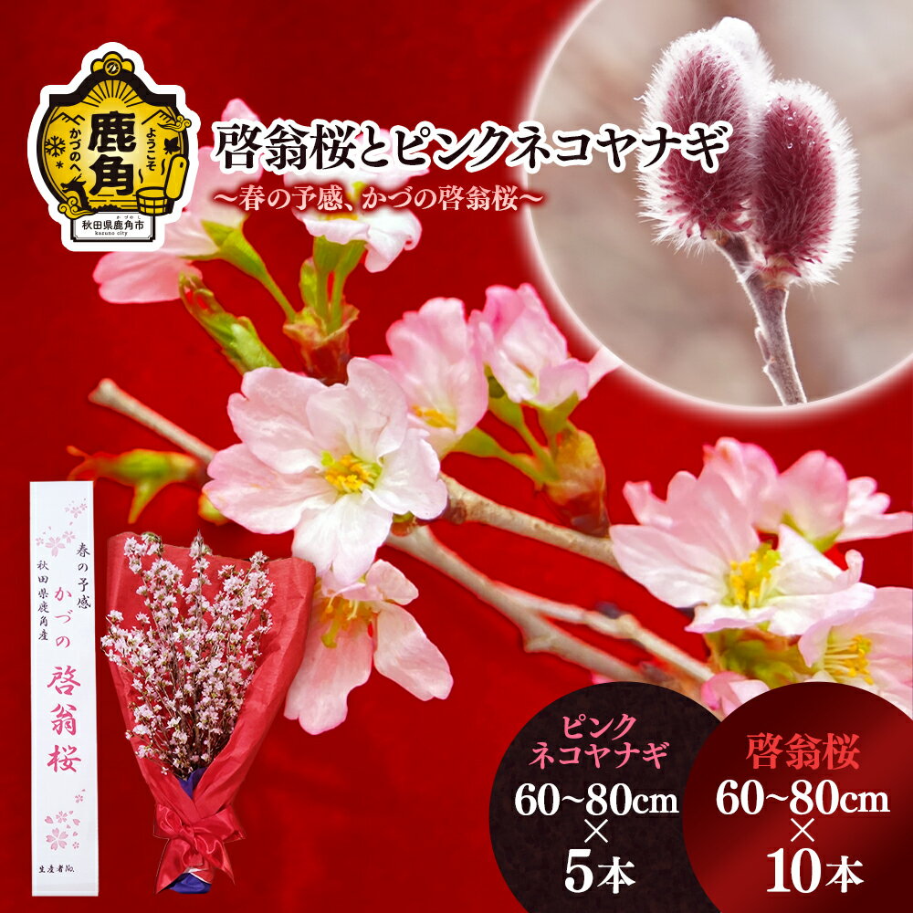 《 先行予約 》 啓翁桜とピンクネコヤナギセット ( 60～80cm × 10本／60～80cm × 5本 ) 生花 花 インテリア 結婚 卒園 卒業 プレゼント お土産 母の日 グルメ ギフト 故郷 秋田 あきた 鹿角市 鹿角 送料無料 【さとう農園】