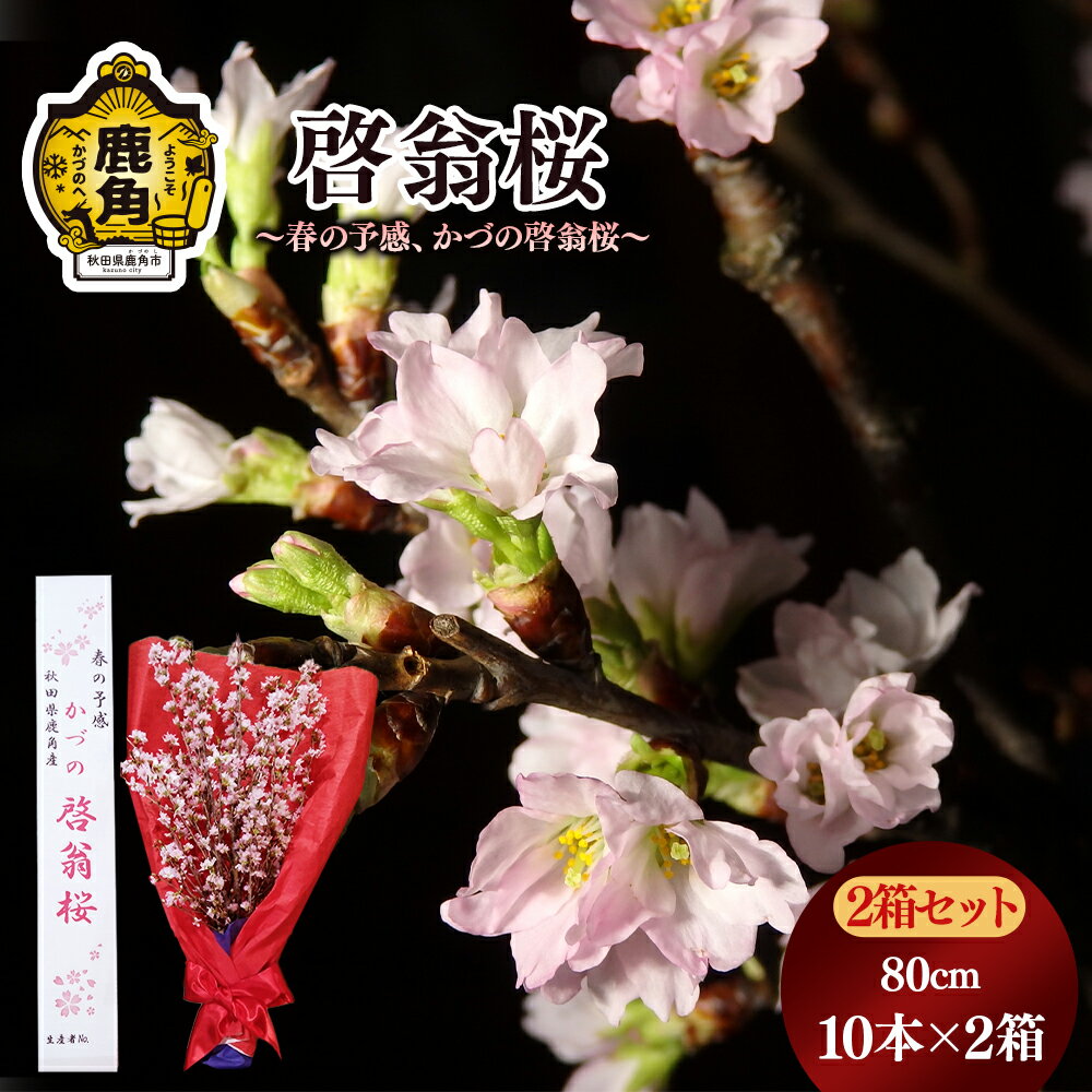 《 先行予約 》 啓翁桜 ( 80cm × 10本 ) 2箱セット 生花 花 インテリア 常温 春 冬 花見 お正月 結婚 卒園 卒業 プレゼント お土産 母の日 贈り物 贈答用 家庭用 グルメ ギフト 故郷 秋田 あきた 鹿角市 鹿角 送料無料 【さとう農園】