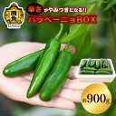 【ふるさと納税】 国産 秋田県鹿角産 ハラペーニョBOX 約 900g 新鮮 旬 野菜 安全 青唐辛子 薬味 お中元 お歳暮 お取り寄せ 母の日 父の日 グルメ ギフト 故郷 秋田 あきた 鹿角市 鹿角 送料無料 【早川農園】