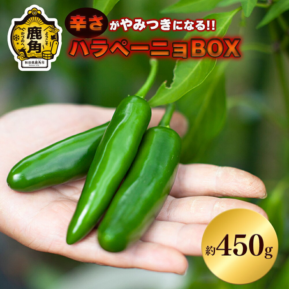 [ 先行予約 ] 国産 秋田県鹿角産 ハラペーニョBOX 約450g 新鮮 旬 野菜 安全 青唐辛子 薬味 お中元 お歳暮 お取り寄せ 母の日 父の日 グルメ ギフト 故郷 秋田 あきた 鹿角市 鹿角 送料無料 [早川農園]