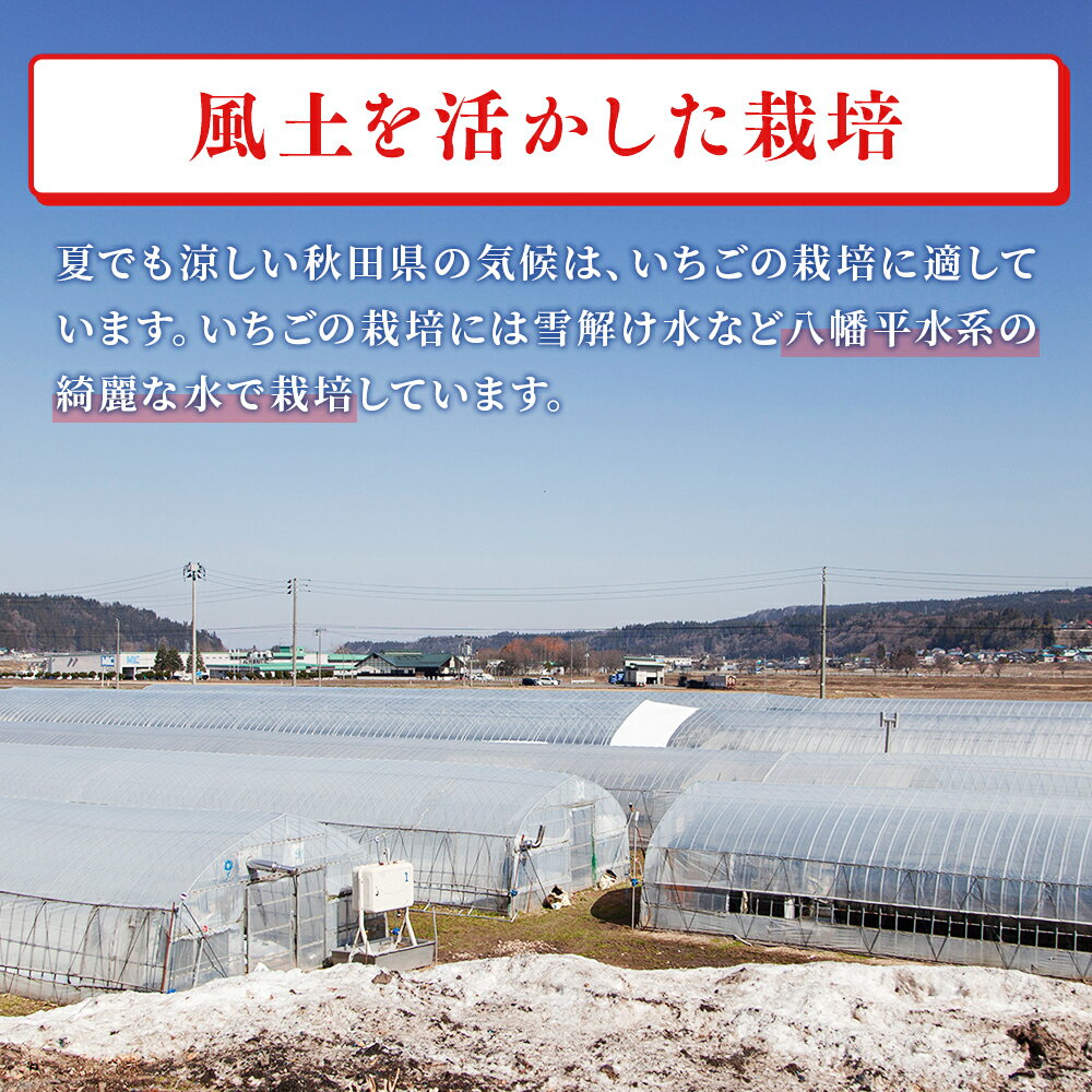 【ふるさと納税】《 先行予約 》 すずあかね 約 250g × 2パック（ 1パック : 20～30粒 ） おすそ分け 県産いちご 国産いちご いちご 苺 イチゴ 誕生日　バースデー 母の日 父の日 贈り物 贈答用 手作り ケーキ グルメ 秋田 あきた 鹿角市 鹿角 送料無料 【神田農園】